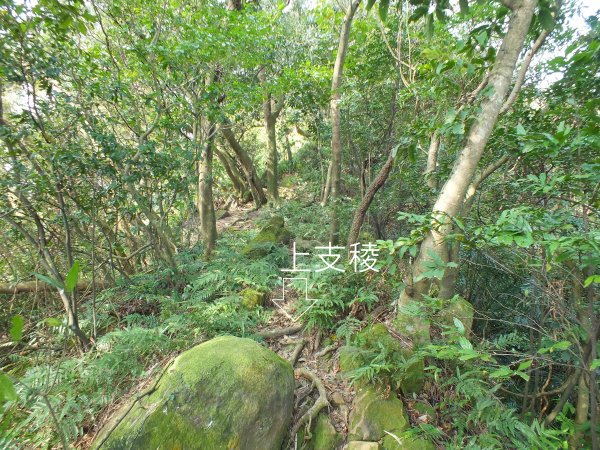 三峽區鳶尾山+福德坑東峰+福德坑山+鳶山彩壁+五十分山+壽山+龍山寺2775751