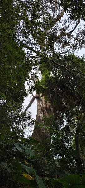 2025/12/25_冬瓜山神木步道2971969