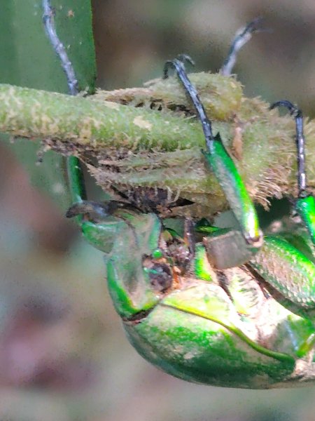 唐麻丹山 蝴蝶谷2918899