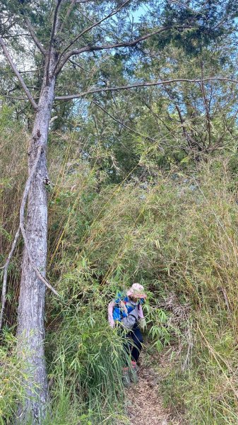 【台中和平】大雪山啞口觀景台步道2933097