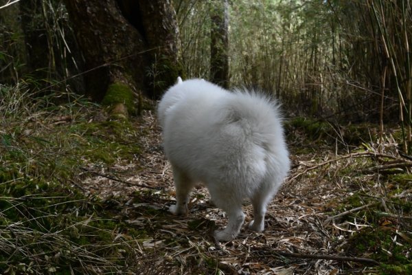 瀧奧山帶銀狐犬走走 2024.1.82400451