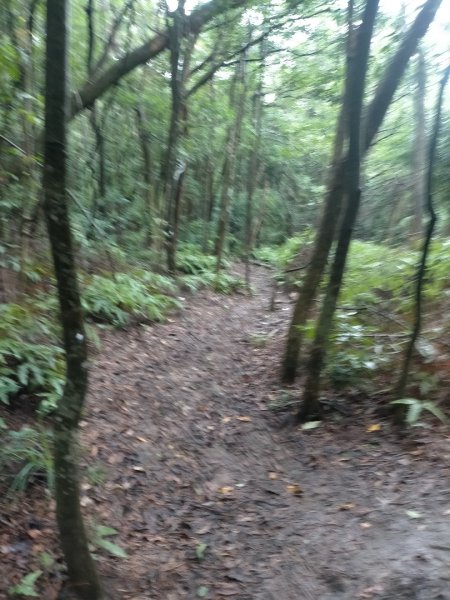 壹北大縱走第四段：風櫃嘴至大湖公園2809588