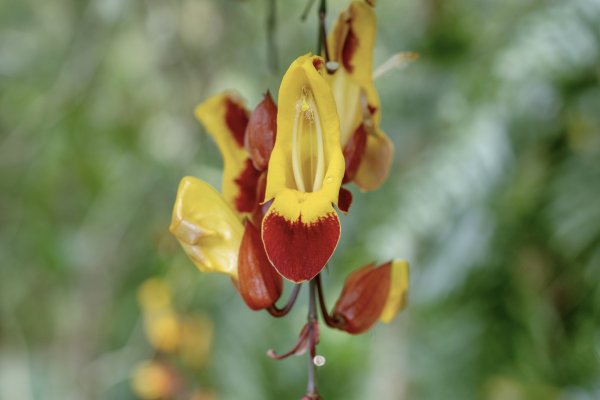 礁溪 五峰旗-跑馬古道3029593