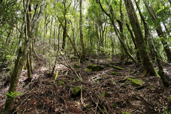 新竹 五峰 油羅山、霞山2798300