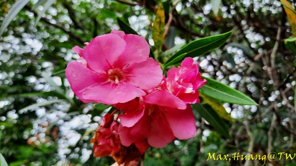 《台中》雙園連走｜東大公園連走都會公園202310072305957