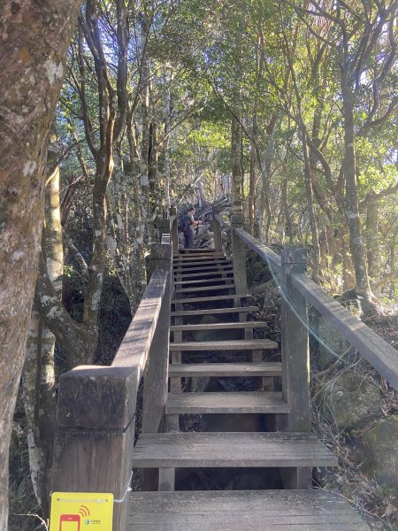 114.11.16 北得拉曼追黃金山毛櫸2937866