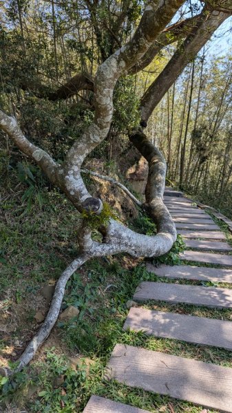 ∆小百岳∆ 雲嘉大尖山2750752