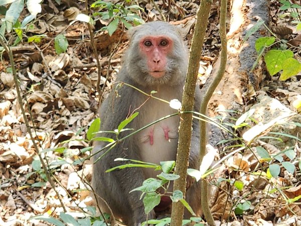 小百岳No.77⛰壽山3025164
