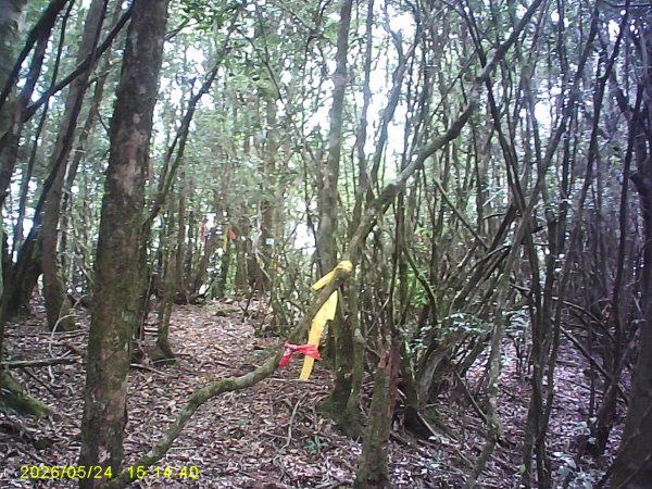 台21號公路的同富(埔沙)山3061847