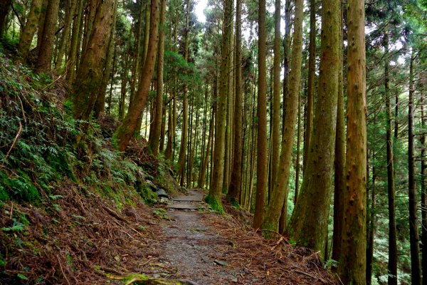 檜山巨木森林步道481542