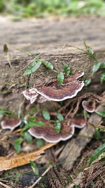 【四大天王山O型縱走未竟之旅：封山中的靜謐與省思】解鎖嘉義竹崎四大天王山、知鳥山。2929888