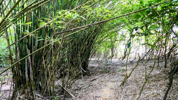 向北的龜溪縱走。評耶哀2777732
