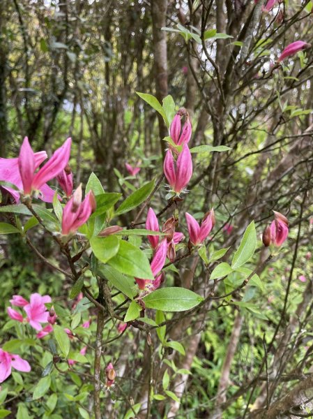 小格頭越嶺坪林2738364