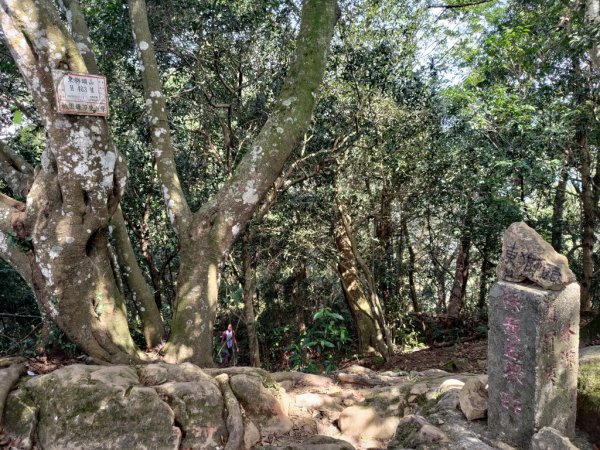 【新竹縣關西鎮】赤柯山步道2833175