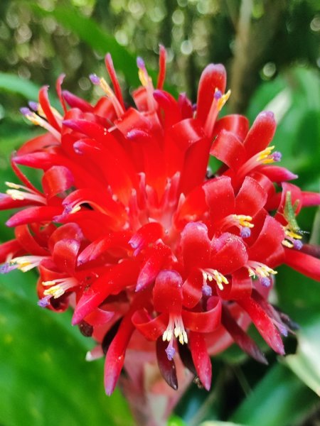 福源山步道-鶯歌大榕樹平台2847754