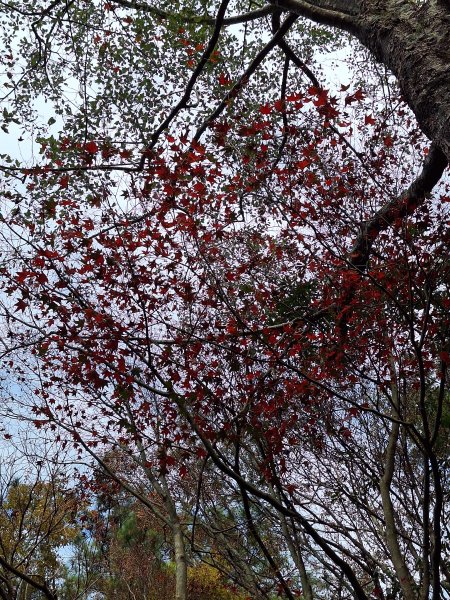 雪見駐在所+雪見山202512252971637