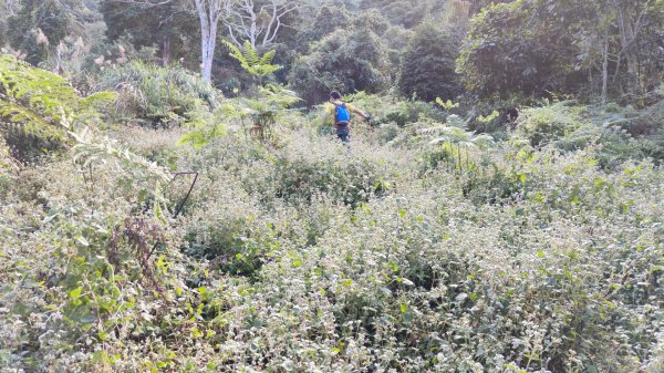 鞍輪名山(藤苞山)O型大竹溪山 (玩命關頭不建議來爬) 2023年12月24日2386395