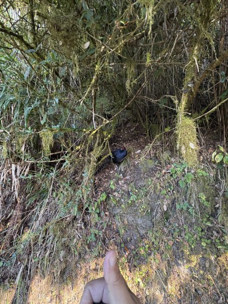 20251225塔山步道(大塔山)2970393