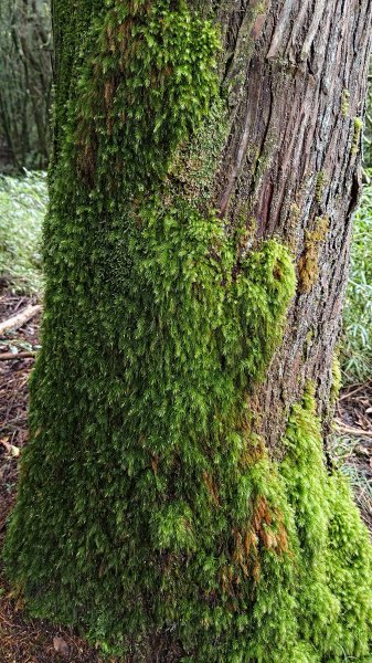 檜山巨木群2917990