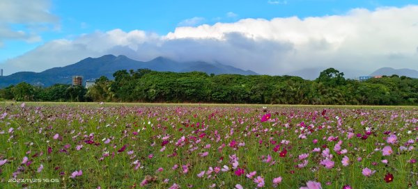 關渡花田，花好月圓2359224