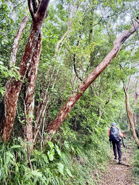 雙流帽子山悠遊  2025.01.032688550