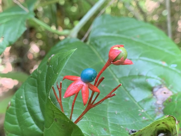 20250906台南合山-觀音山-大坑尾山-臭腳崎山2881445