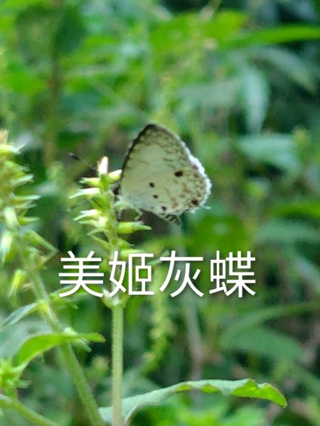 唐麻丹山 蝴蝶谷2918874