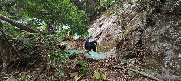 2025/12/25_冬瓜山神木步道2971965