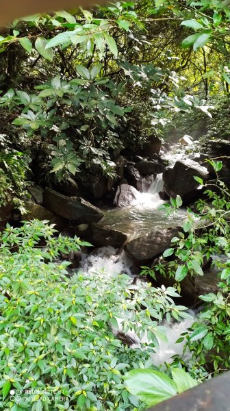 草嶺古道芒草季1272849