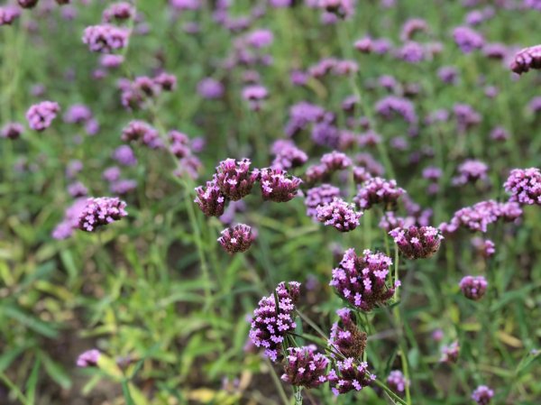 天然ㄟ,更好之從豐原花博葫蘆墩園區走到潭子聚興山464107
