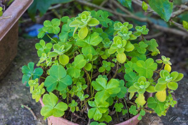 [台北]大崙頭山、碧山巖、忠勇山2746177