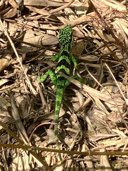 嘉南雲峰、九穹神木3014492