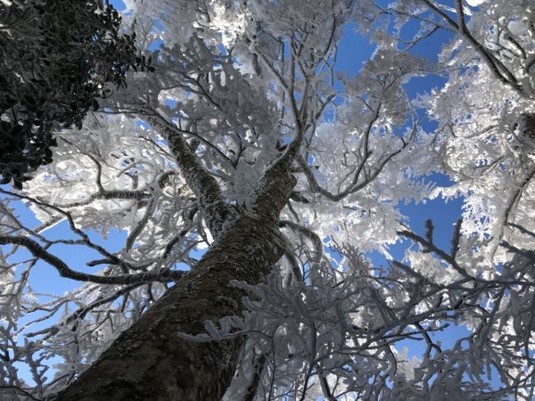 美呆了~雪白內鳥嘴山1235552