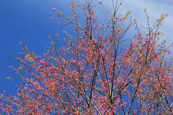 櫻花公園→藤枝山來回275310