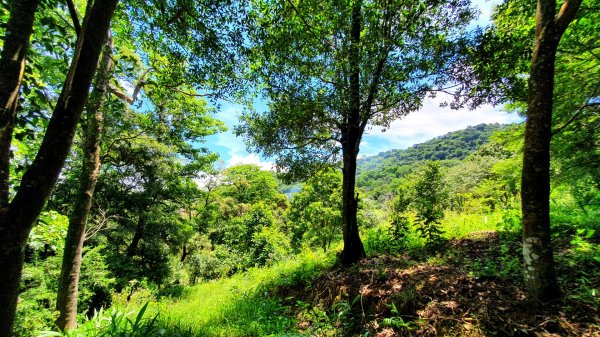 三峽紫微山，紫微聖母環山步道，土城桐花公園，五尖山，原住民族生態公園，龍潭大平紅橋，三坑自然生態公園1746457