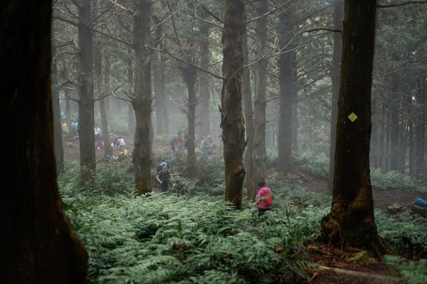 帶媽媽爬長壽山2669500