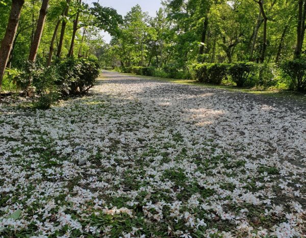 【新聞】南華林業園區桐花盛開 為防疫分流開放周末入園