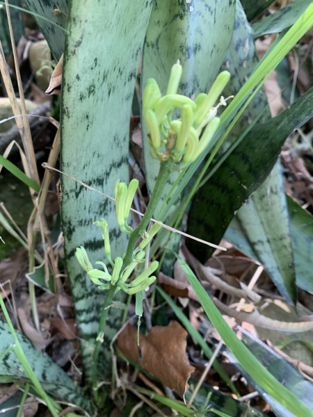 20250322南投松柏坑山-大棚山2745865