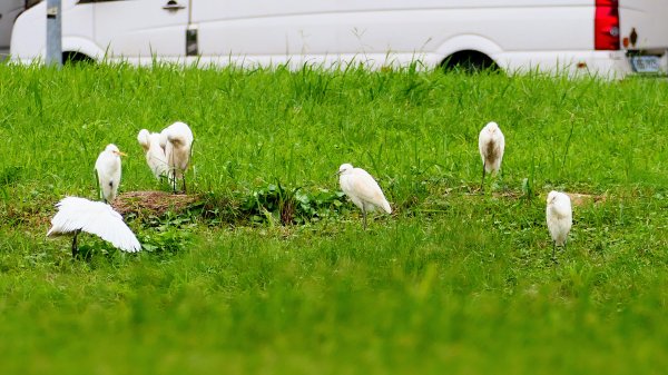 華江自然公園,華中河濱公園2651933