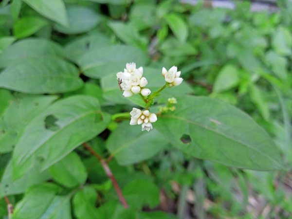 桃園大溪石門水庫楓林步道、齋明寺古道【南山神壽任務】1963922