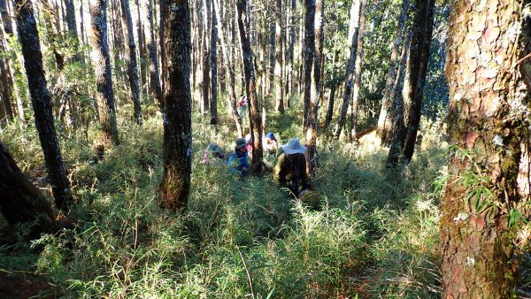 五星級松針步道的平多縱走2837852