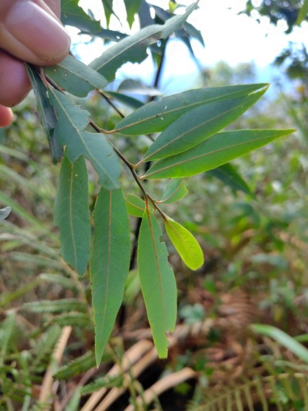 關刀山西峰 關刀山 關刀山東峰 西關刀山北峰 西關刀山北北峰2891012