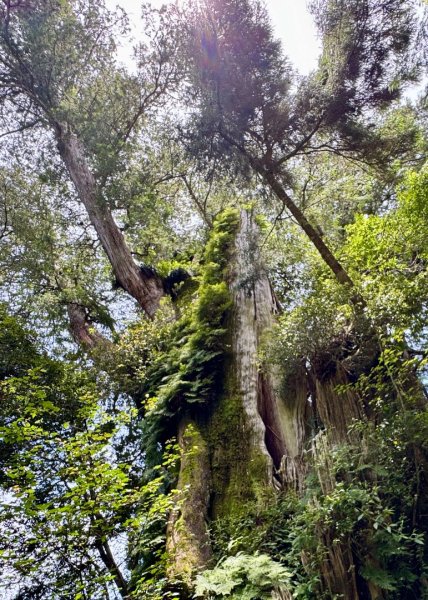 新中橫看玉山 首訪鹿林神木2836979