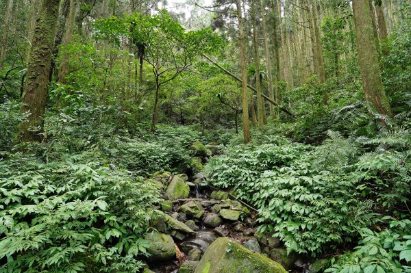 新北 烏來 大桶山、火燒樟山2728770