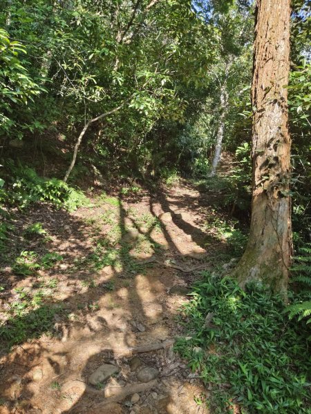 林口頂福巖森林步道2838129