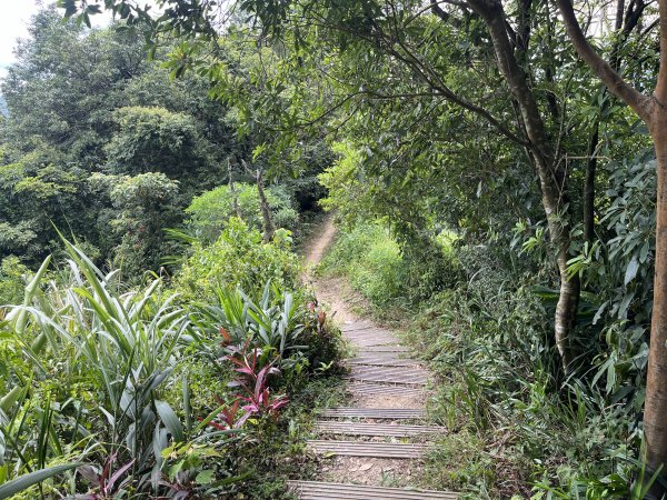 [微笑山線_第五段] 2025_0705 天上山系_南勢角山2830449