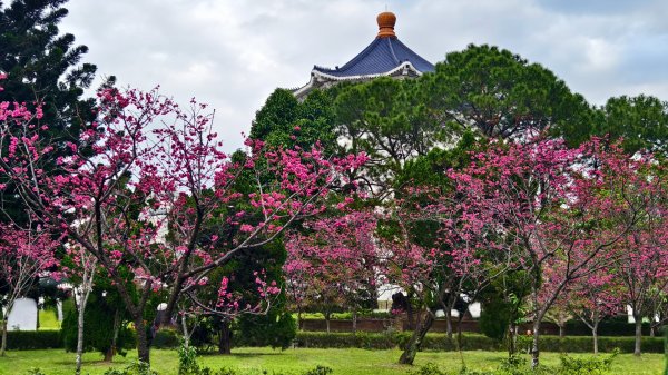 #虎山  #101大樓  #國父紀念館 #河津櫻 #中正紀念堂 2/193002706
