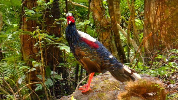 #新店四十份 #翡翠水庫壩頂 #夜景 #曙光 #雲海 #雲瀑 #藍腹鷴 8/62852932