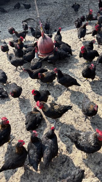 尋仙、鑽洞、啖肥雞3002761