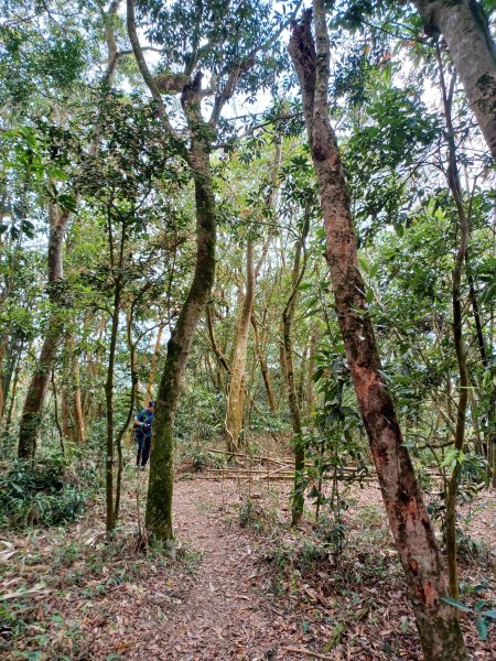 【台南白河】雞籠山+九龍山+大凍山O繞縱走2797152